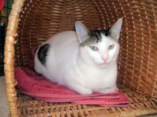 Notfall Kater Cienvi hat sein Zuhause verloren