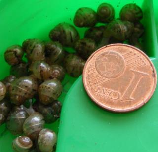 A. fulica RIESENSCHNECKE Achat-SCHNECKE ab 40cent Achatina