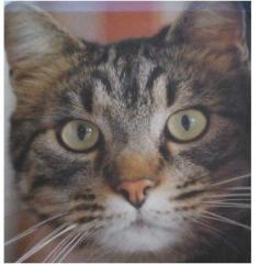 Kater entlaufen in Berlin Neu-Westend