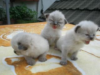 Reinrassige Ragdoll Kitten