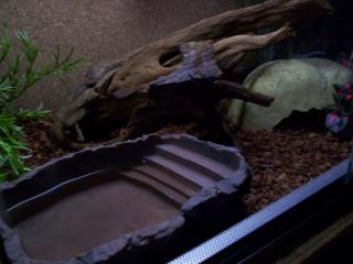 Baby Albino Tigerpython / Terrarium