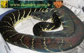 Morelia boeleni, Morelia viridis, Warane etc.