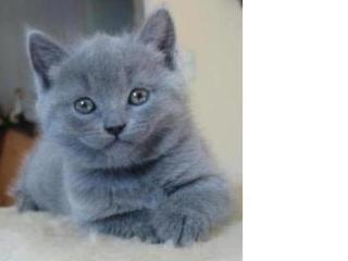 Chartreux Kitten