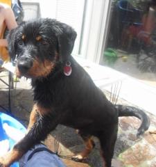 Rottweiler-Mix sucht neues Zuhause