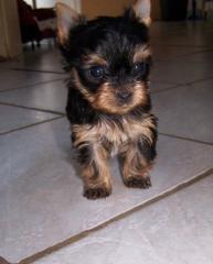 Bezaubernde Yorkshire Terrier Welpen VDH