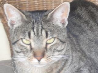 2 verträgliche Kater suchen einzeln oder zusammen ein zu Hause
