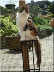Dreamflowers Maine Coon Kitten suchen.