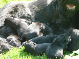 Riesenschnauzer-Welpen aus Hessen
