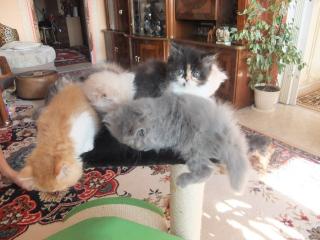 Perserkatzen Babys