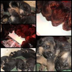 Schwarz- braune Schäferhunde suchen Familie