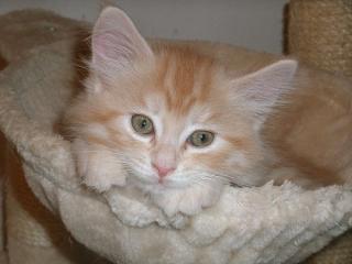 Wundervolle Maine Coon Kitten abzugeben
