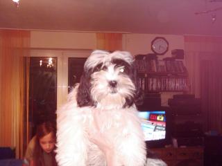 Shih-Tzu MIX sucht ein neues zu Hause
