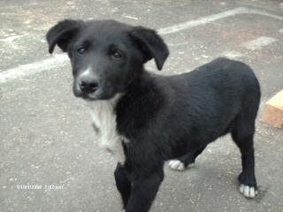Bonny sucht DRINGEND ein neues schönes zuhause