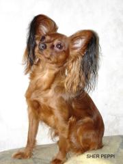 Russkiy Toy toy-terrier Welpen