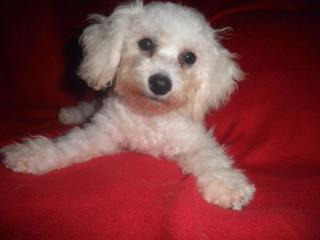 Bichon Frise Rüde