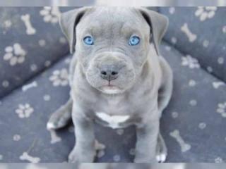 American Staffordshire Bullterrier Welpen aus TOP Verpaarung
