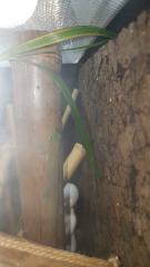Phelsuma Laticauda / Goldstaubtaggeckos