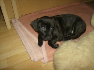 Retriever/Boxer-Mix Welpe 8 Wochen