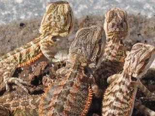 Farbige Nachzuchten cawleyred, sandfire/hypo-orange, citrus-leucist