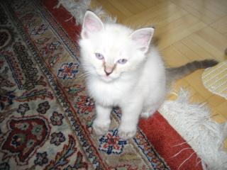 Ragdoll Kitten