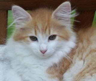 Zauberhafte echte Sibirische Katzen