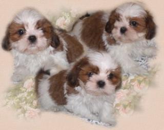 Welpen Shih Tzu