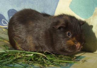 Meerschweinchen aus Hobbyzucht