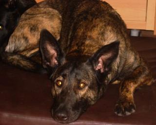 Hollandse Herder Hündin, Holländischer Schäferhund