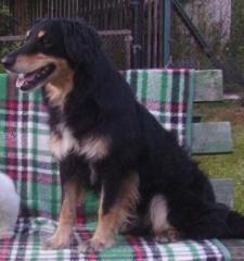 Mischlingshund Rüde