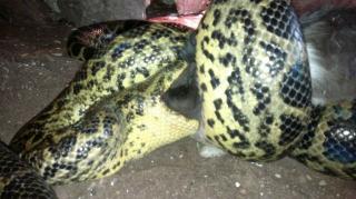 Gelbe Anacondas 1. 1 Eunectes noteus
