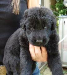 Altdeutsche Schäferhund Welpen, lackschwarz