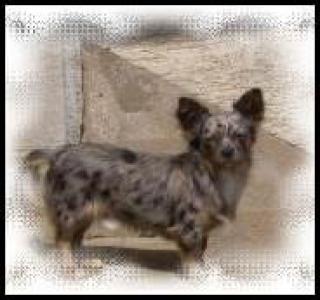 Langhaar Chihuahua Rüde, Blue Merle