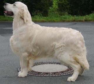 Golden Retriever Rüde
