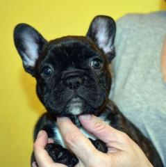 Wunderschöne Welpen der Französischen Bulldogge zu verkaufen.