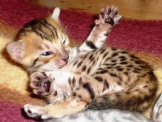 Bengalkitten, Bengalkatzen, Bengalkater, Bengal, Minileoparden