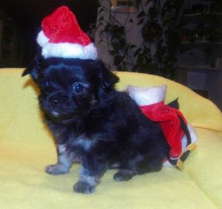 Unser kleiner Chihuahuawelpe Henry in der Farbe black and tan mit weißen Lätzc