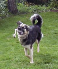Kira sucht ein neues Zuhause