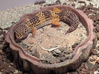 Zwei Leopardgeckos abzugeben