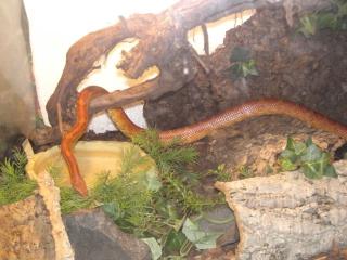 Kornnatter Terrarium zu verkaufen