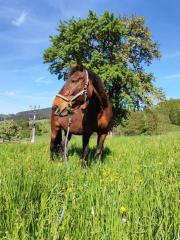 Tschechisches Warmblut erfahrene Reitperson gesucht für 19-jährige Stute