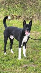 Akita Doggenmix
