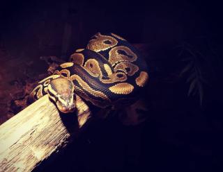 Königspython Python regius