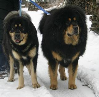 Do Khyi, Tibet Mastiff Welpen