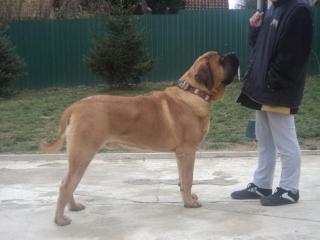Englischer Mastiff Welpe zu verkaufen