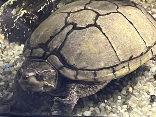 Wasserschildkröte inkl. Aquarium zu verschenken