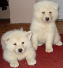 Akita Inu Welpen sind weiß von weißen Eltern