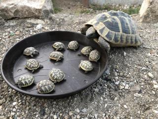 Griechische Landschildkröten NZ 2023