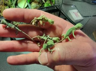 Jemenchamäleon Chamaeleo calyptratus