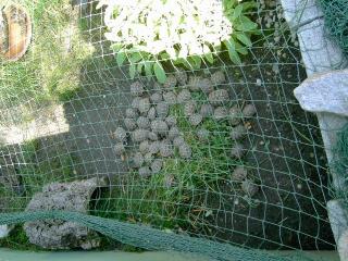 Landschildkröten