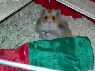 Süßes Teddy Hamster Männchen sucht neues Zuhause